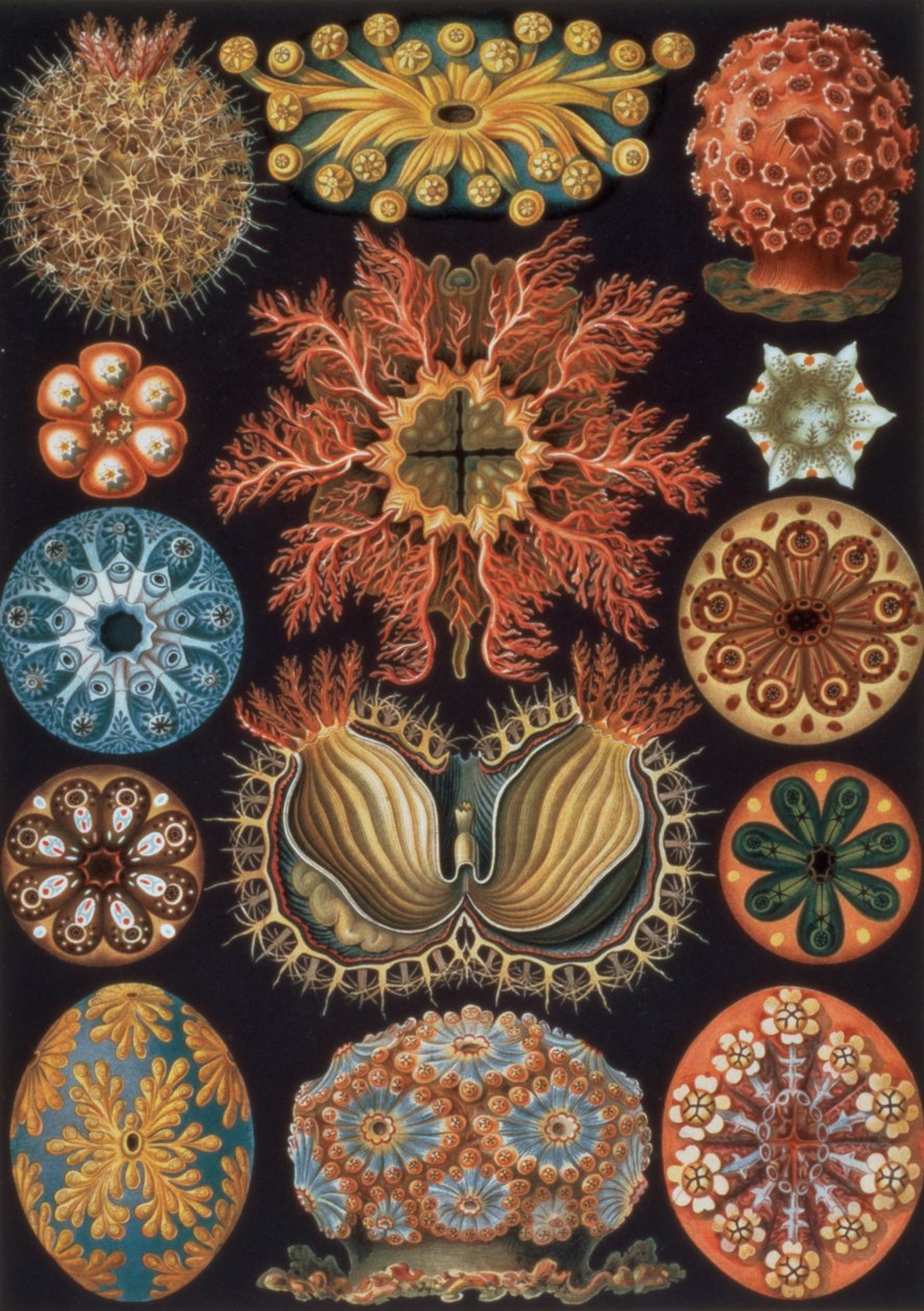 Ascidiae, levy 85 julkaisusta "Art Forms of Nature". tekijältä Ernst Haeckel