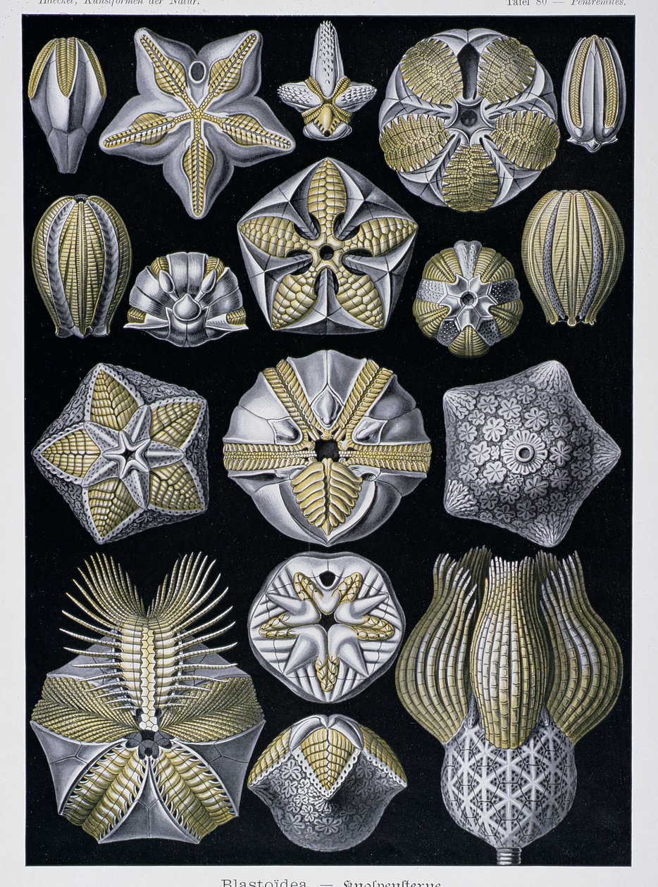 Blastoidea, Artforms of Nature -levy, n. 1899-1904 (värikaiverrus) tekijältä Ernst Haeckel