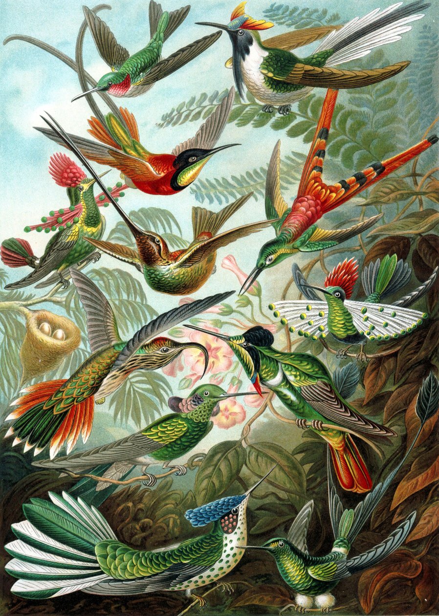 Esimerkki Trochilidae-heimosta, "luonnon taidemuodot" tekijältä Ernst Haeckel