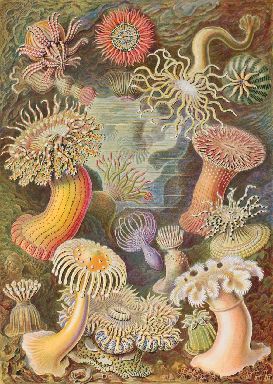 Haeckel Actiniae tekijältä Ernst Haeckel