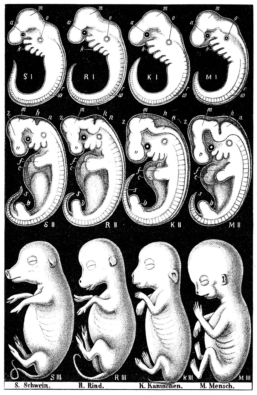 Haeckelsin vertailu sian, lehmän, kanin ja ihmisen alkioista tekijältä Ernst Haeckel