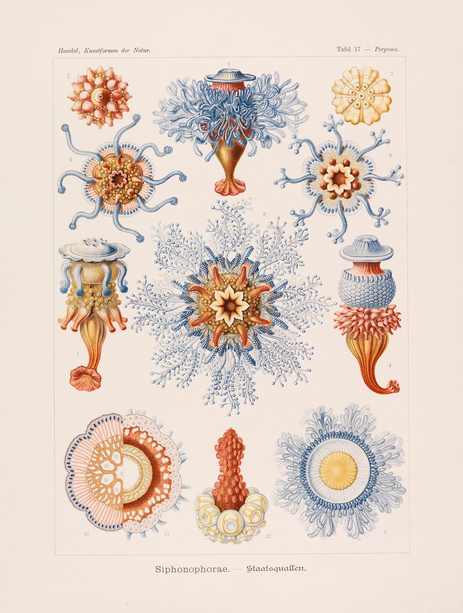 Taidemuodot luonnossa Taidemuodot luonnossa, 1899-1903. tekijältä Ernst Haeckel