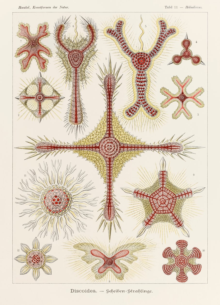 Levy 11 Heliodiscus Discoidea "Kunstformen der Naturista" (Taidemuodot luonnossa), kuvittanut Ernst Haeckel (1834-1919) tekijältä Ernst Haeckel