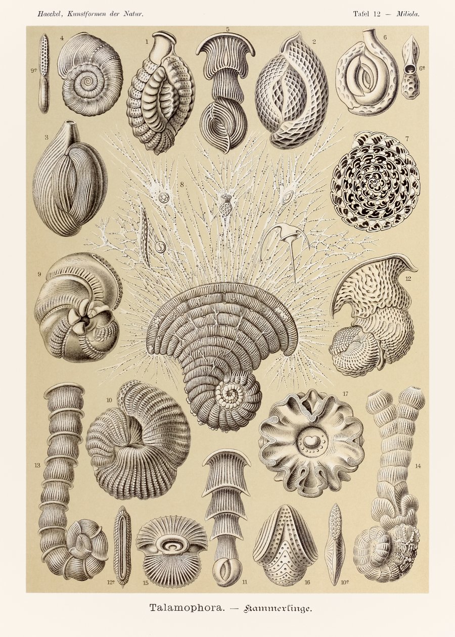 Levy 12 Miliola Talamophora julkaisusta "Kunstformen der Natur" (Taidemuodot luonnossa), kuvittanut Ernst Haeckel (1834-1919) tekijältä Ernst Haeckel
