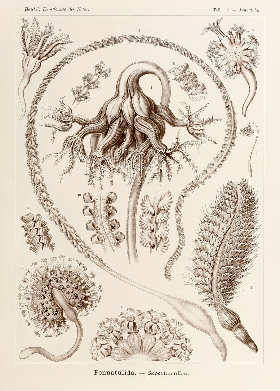 Levy 19 Pennatula Pennatulida kirjasta "Kunstformen der Natur" (Taidemuodot luonnossa), kuvittanut Ernst Haeckel (1834-1919) tekijältä Ernst Haeckel