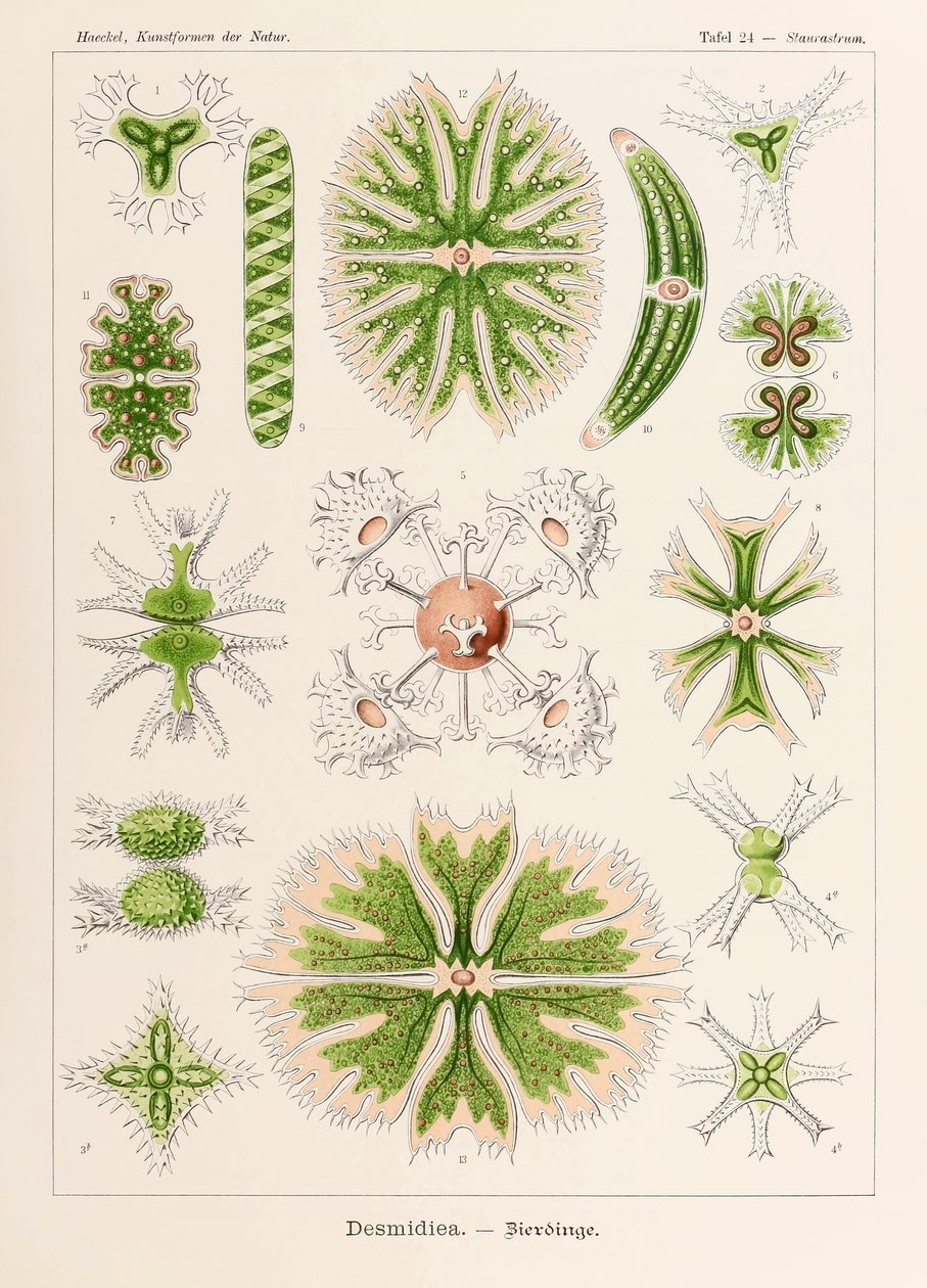 Levy 24 Staurastrum Desmidiea julkaisusta "Kunstformen der Natur" (Taidemuodot luonnossa), kuvittanut Ernst Haeckel (1834-1919) tekijältä Ernst Haeckel