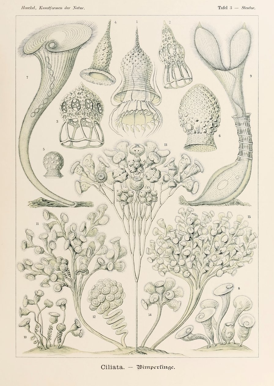 Levy 3 Stentor Ciliata julkaisusta "Kunstformen der Natur" (Taidemuodot luonnossa), kuvittanut Ernst Haeckel (1834-1919) tekijältä Ernst Haeckel