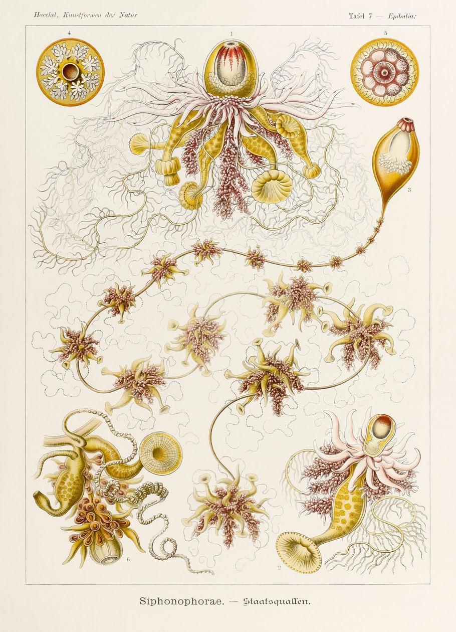 Levy 7 Epibulia Siphonophorae "Kunstformen der Naturista" (Taidemuodot luonnossa), kuvittanut Ernst Haeckel (1834-1919) tekijältä Ernst Haeckel