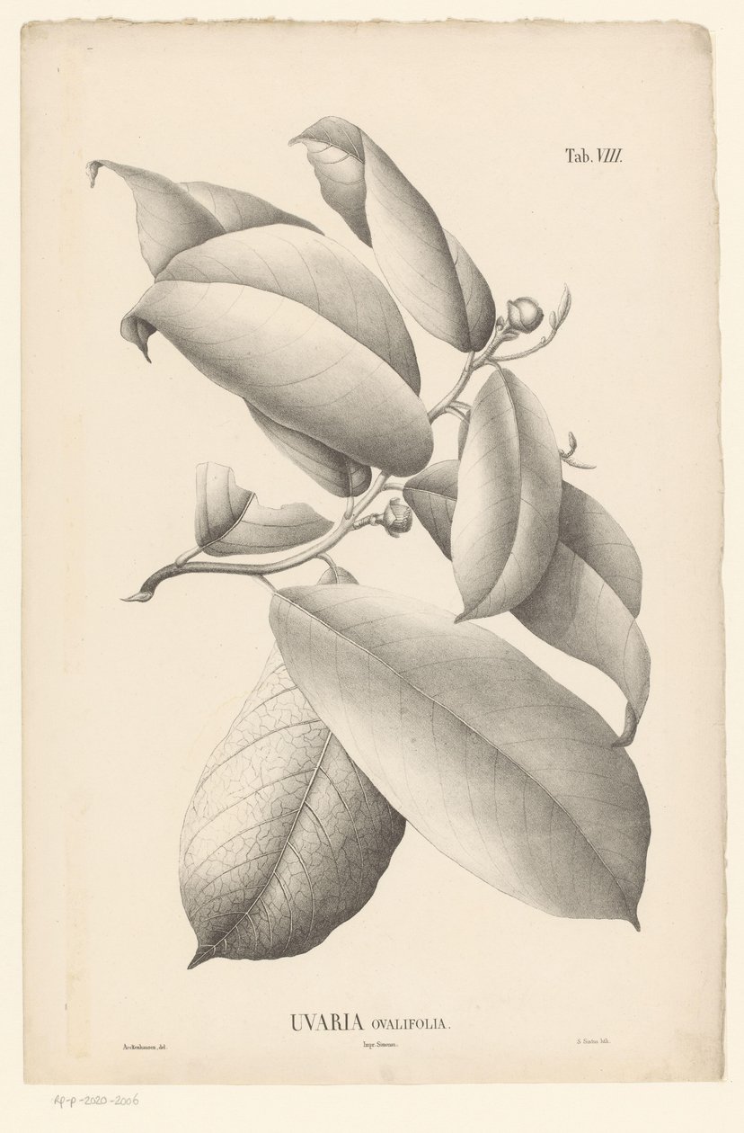 Oksa lehdillä ja kukannupuilla Uvaria Ovalifolia (otsikko esineessä) tekijältä Ernst Philipp Sixtus