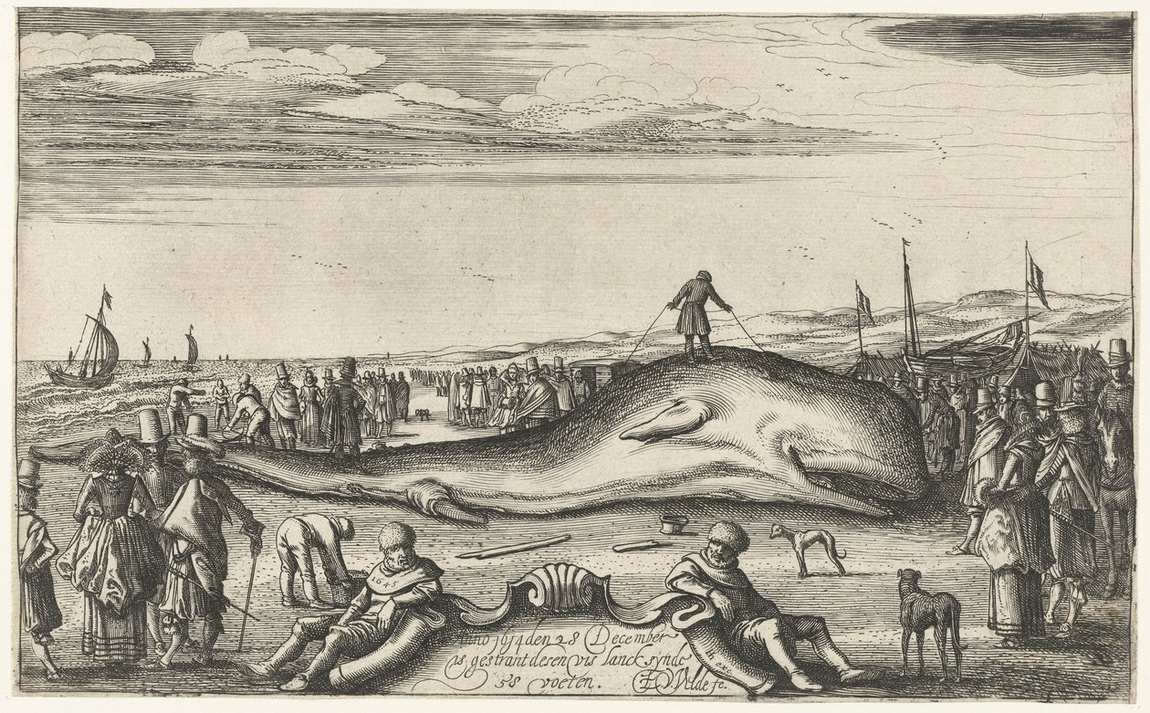 Pulaan jäänyt kaskelotti rannalla Noordwijkissa, 1614 tekijältä Esaias van de Velde