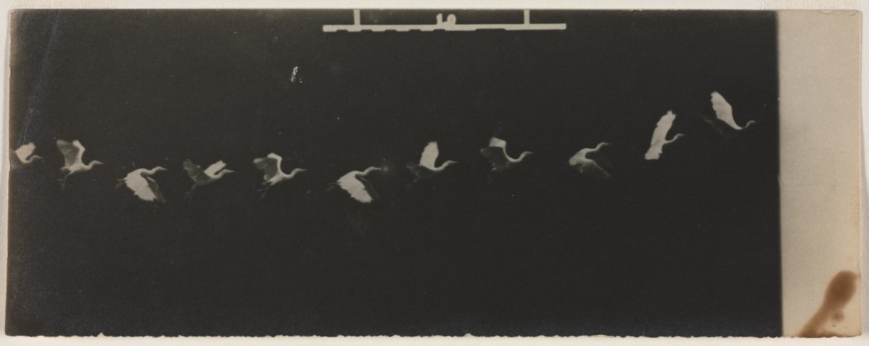 Lentävän haikaran kronovalokuva. tekijältä Etienne Jules Marey