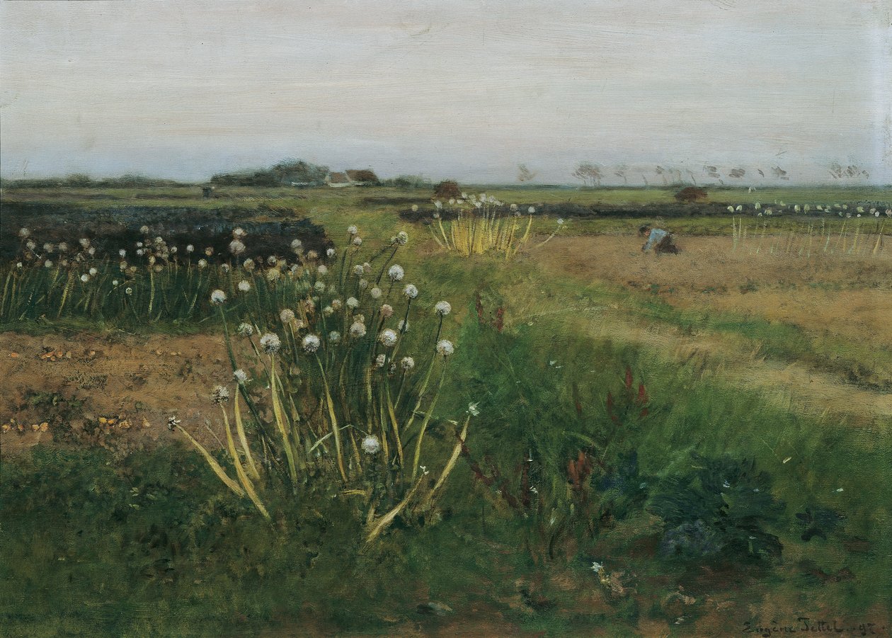 Acabat de camp de ceba en flor tekijältä Eugen Jettel