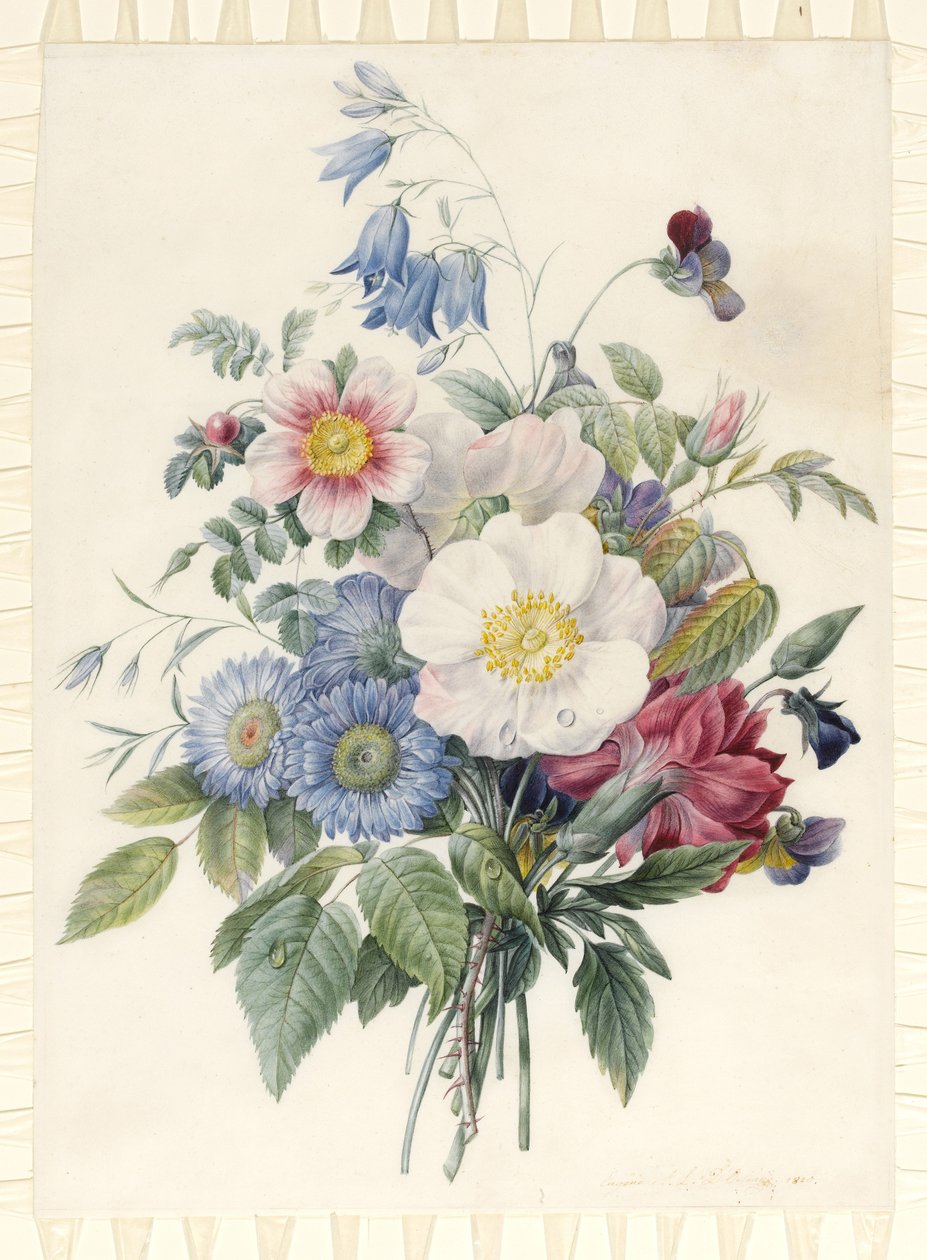 Siniset asterit, Rosa Spinosissima -hybridi, jäniskello, alttoviulut, kärry ja villiruusu, 1820 (wc ja vartaloväri grafiittisella ääriviivalla velumissa) tekijältä Eugene A. L. d Orleans