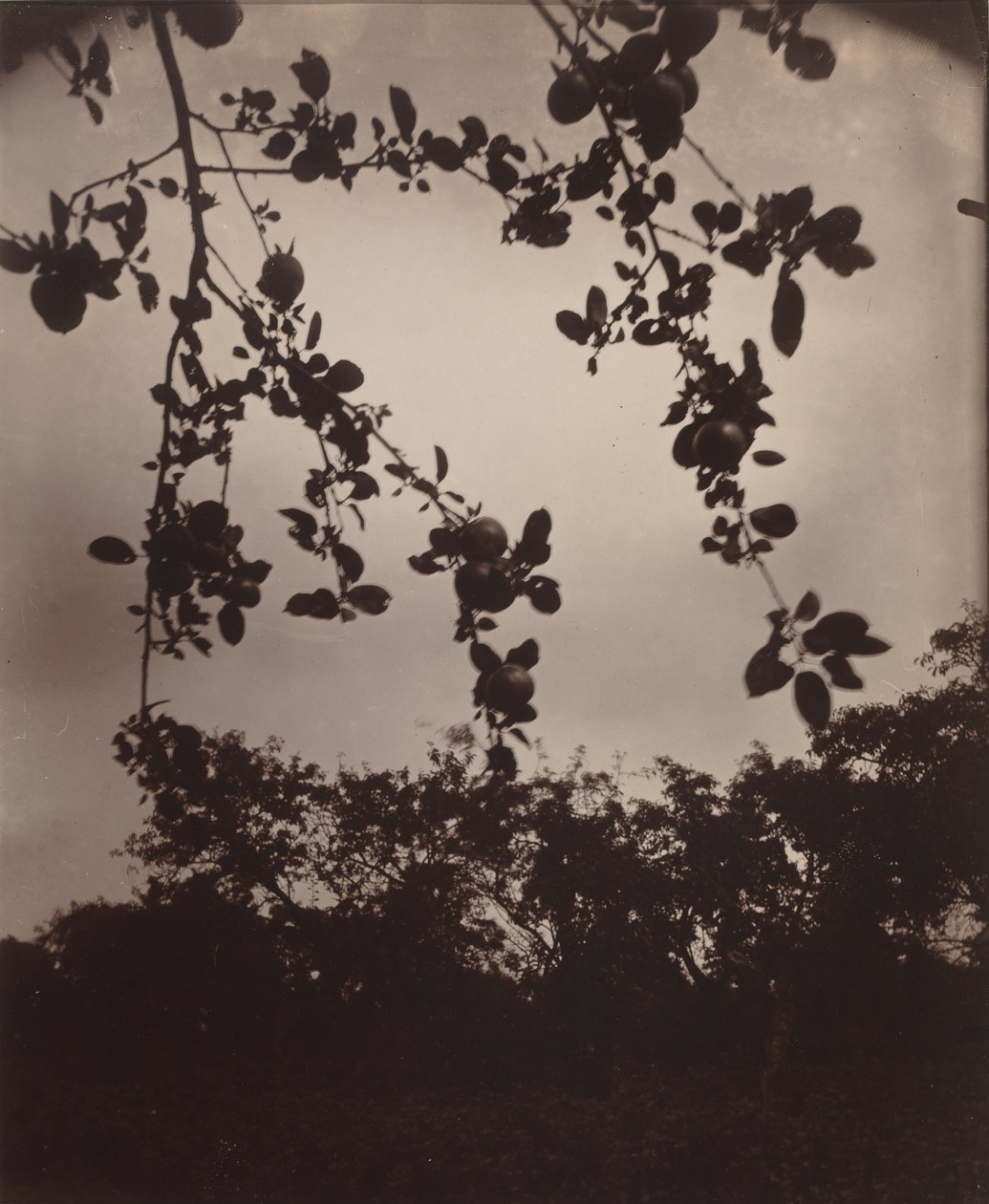 Omenan oksa, 1922/1923 (kuva) tekijältä Eugène Atget