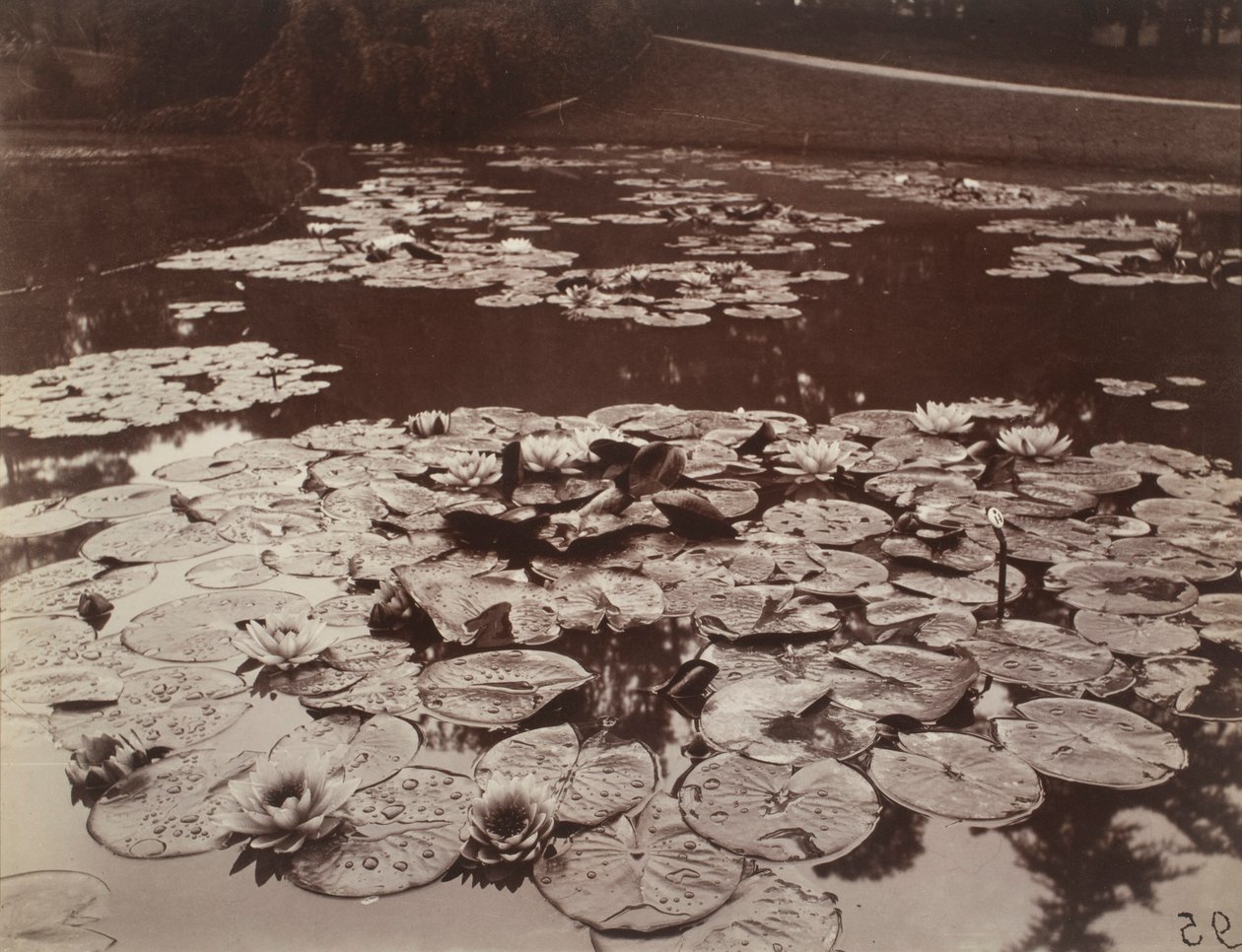 Lumpeenkukkia tekijältä Eugène Atget