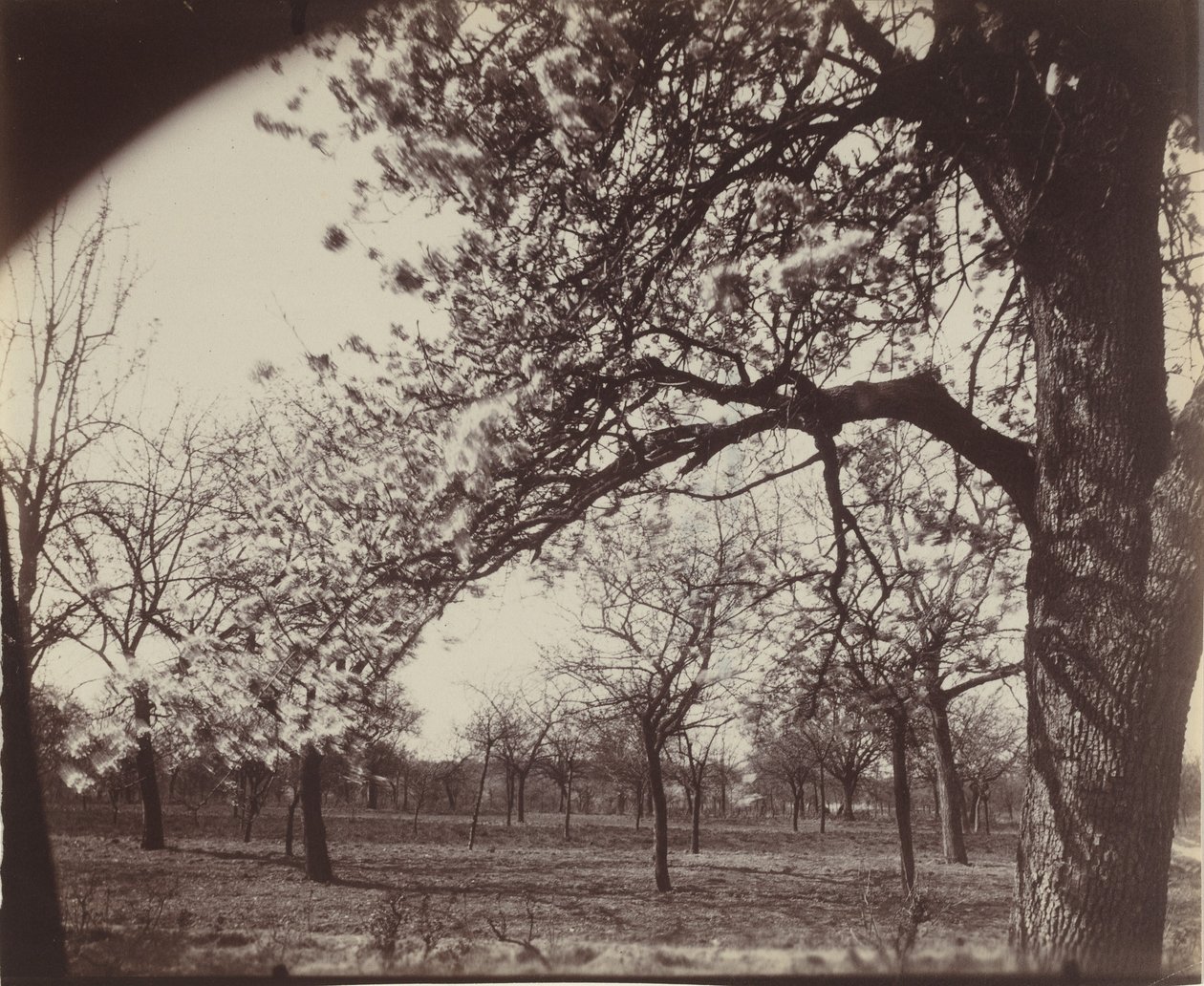 Poirier,1921 (kuva) tekijältä Eugène Atget