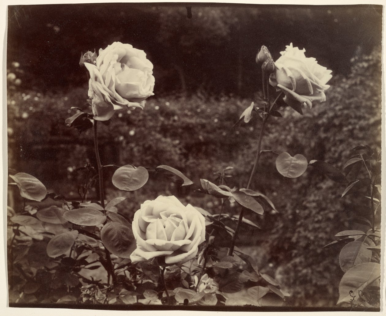 Ruusut tekijältä Eugène Atget