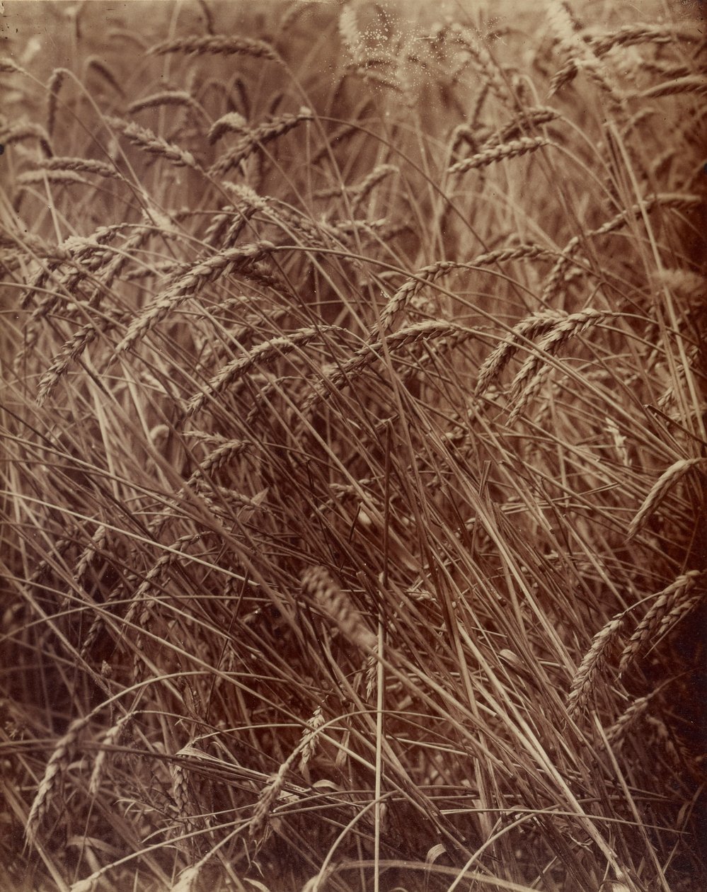 [Vehnä] tekijältä Eugène Atget