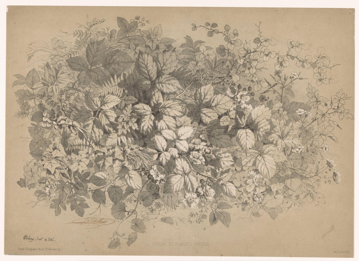 Bramen en andere planten Brambles ja erilaiset kasvit (otsikko esineessä) Planten en bloemen (sarjan nimi) Teollisuusopas luonnosta piirretty ja Bléryn litografia (sarjan nimi) tekijältä Eugene Bléry