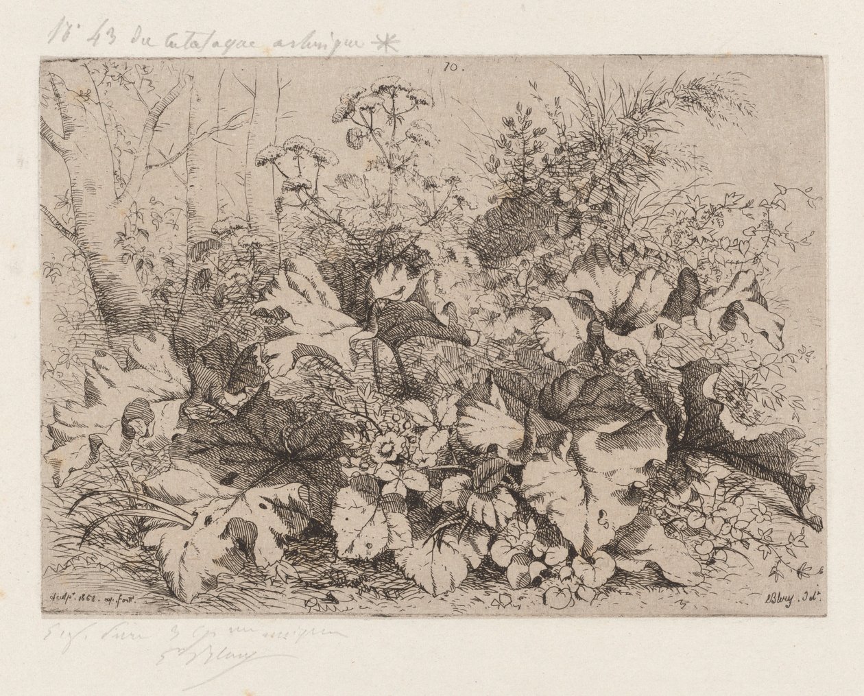 Bardana en flor, 1858. finlandès tekijältä Eugene Bléry
