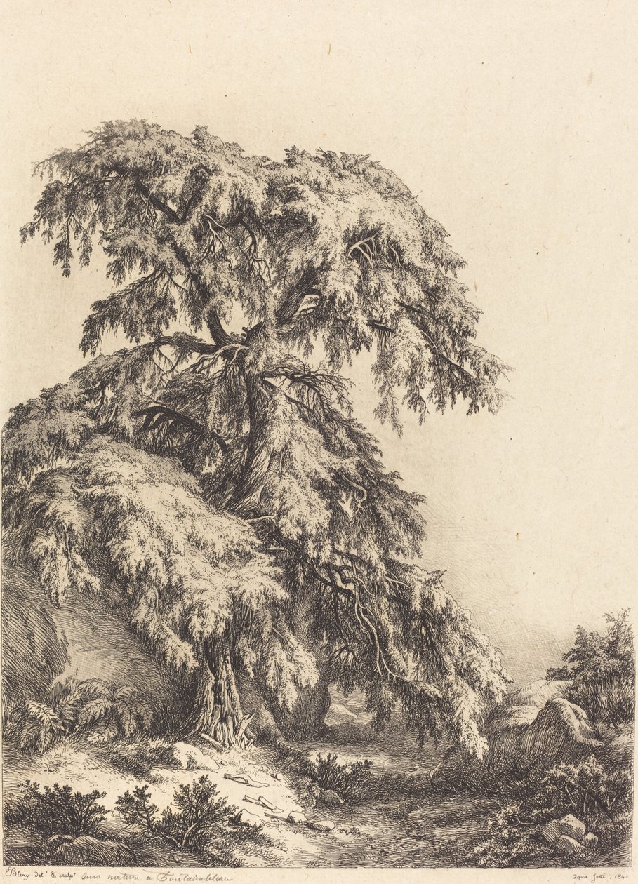 Kataja, 1840. tekijältä Eugene Bléry
