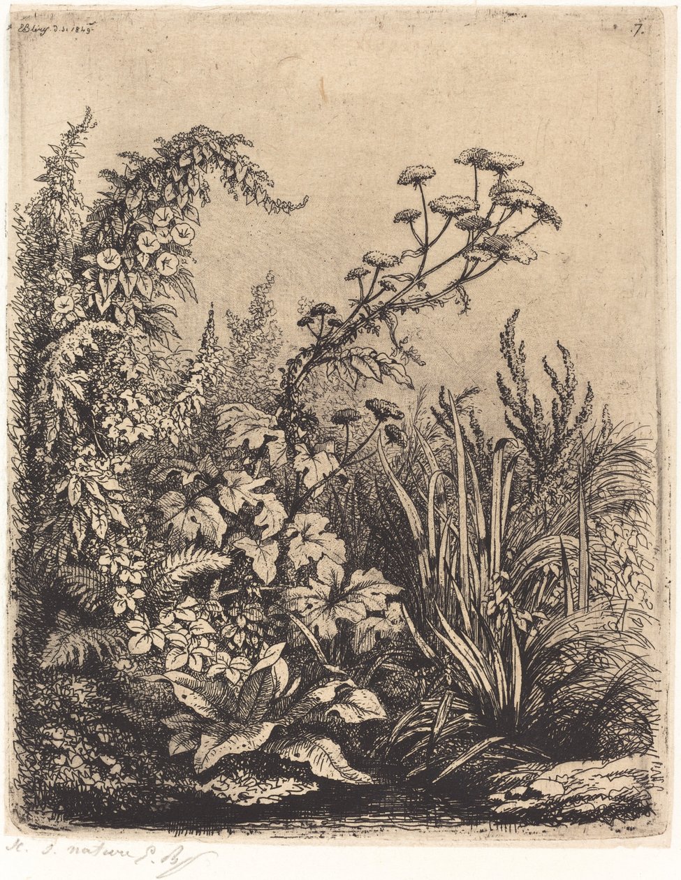 La petite berle aux liserons Small Water-palsternak with Bindweed, julkaistu 1849. tekijältä Eugene Bléry