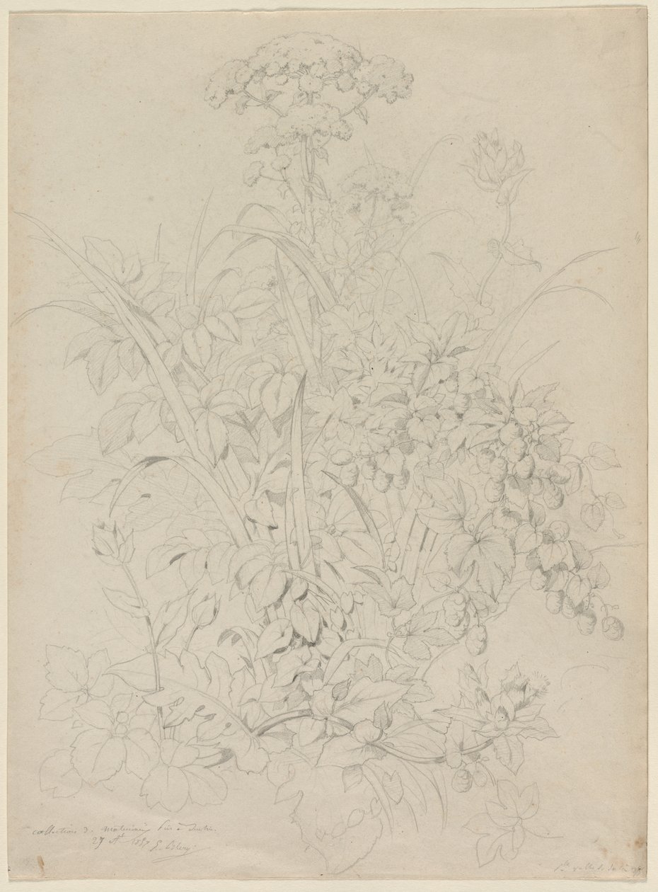 Kasvitutkimus, 1857. tekijältä Eugene Bléry