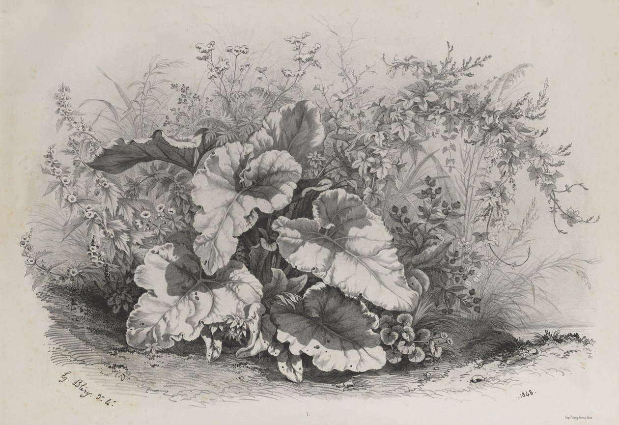 Kasvitutkimus erilaisten kasvien ryhmästä, jotka on piirretty ja litografoitu luonnon mukaan..., 1848. tekijältä Eugene Bléry