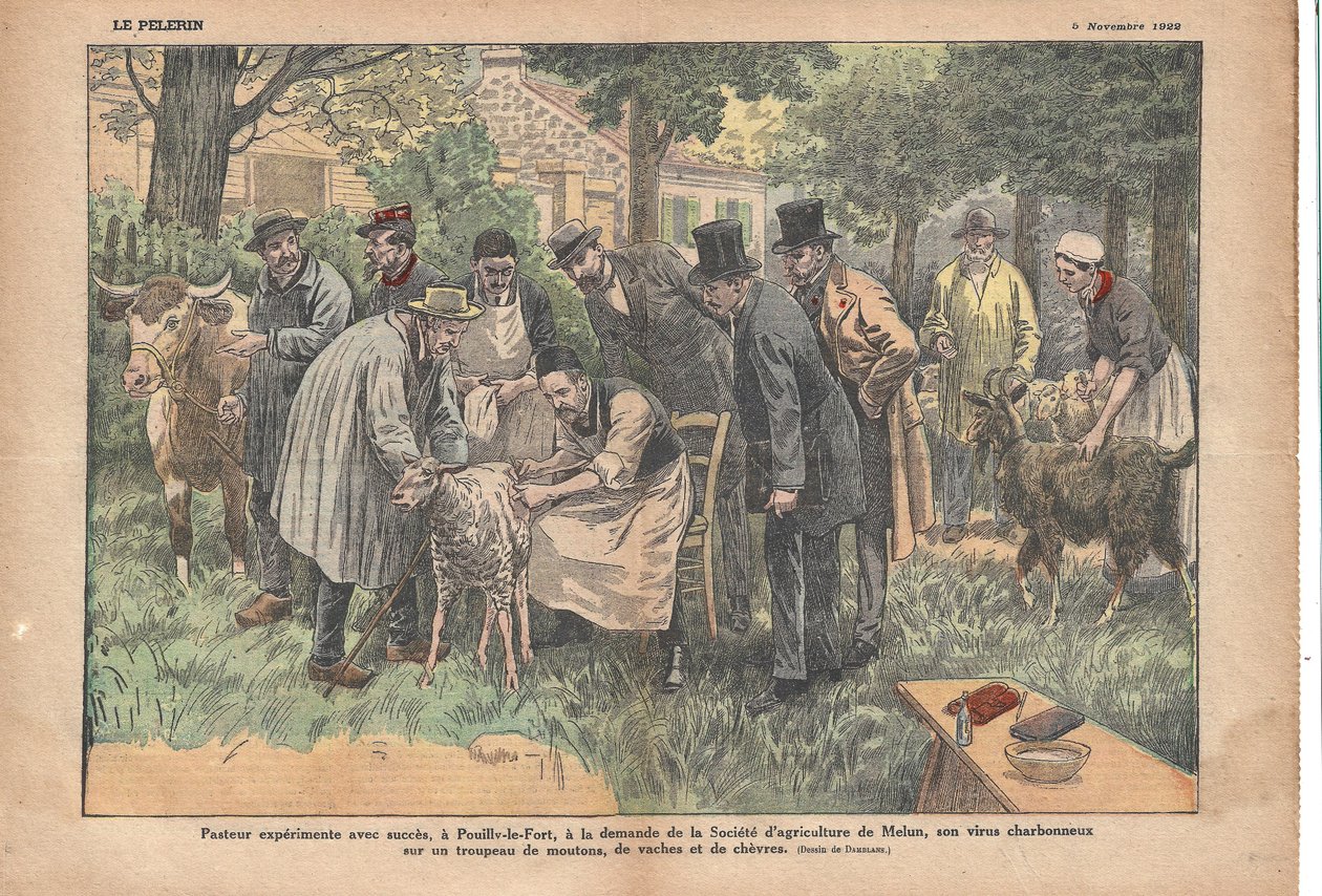 Pasteur testasi Pouilly-le-Fortissa Melun Agricultural Societyn pyynnöstä pernaruttovirustaan lammas-, lehmä- ja vuohilaumassa., Le Pèlerin, 11.5.1922 (tulostus) tekijältä Eugene Damblans