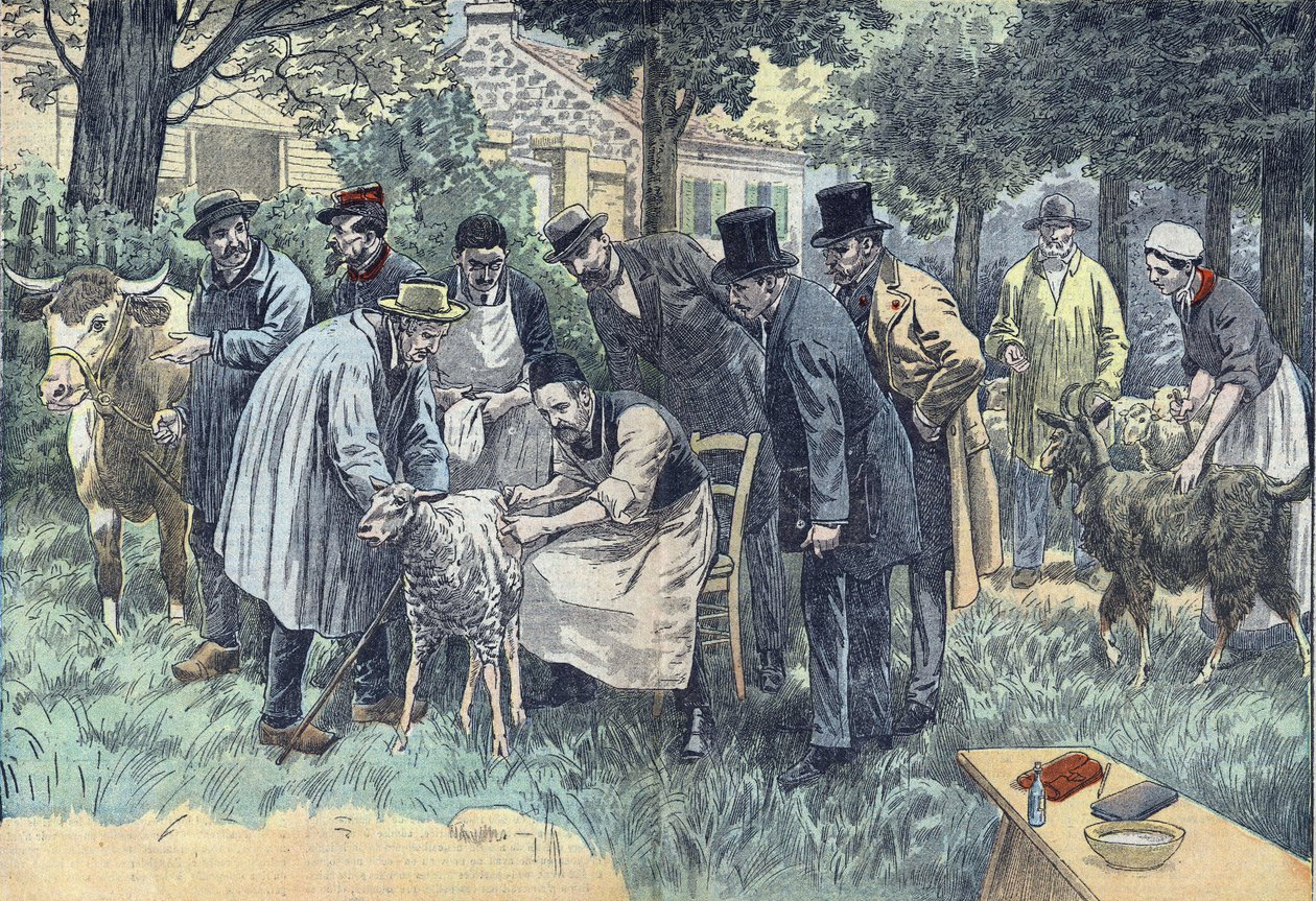 Louis Pasteur (1822-1895), ranskalainen biologi teki menestyksekkäästi Pouilly-le-Fortissa Melun Agricultural Societyn pyynnöstä hänen pernaruttovirustaan lammas-, lehmä- ja vuohilaumassa. Piirustus Damblaneista. tekijältä Eugene Damblans