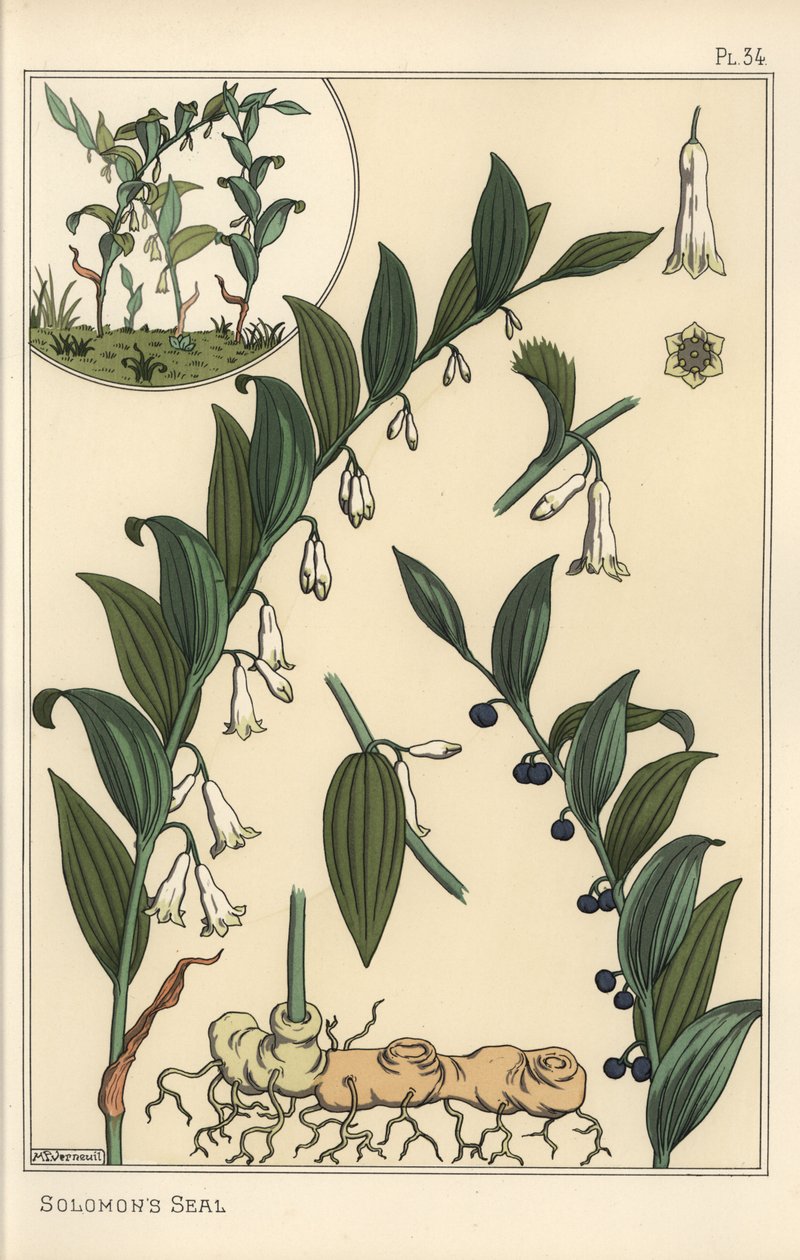 Kasvitieteellinen kuva Salomonin sinetistä, Polygonatum multiflorum tekijältä Eugene Grasset