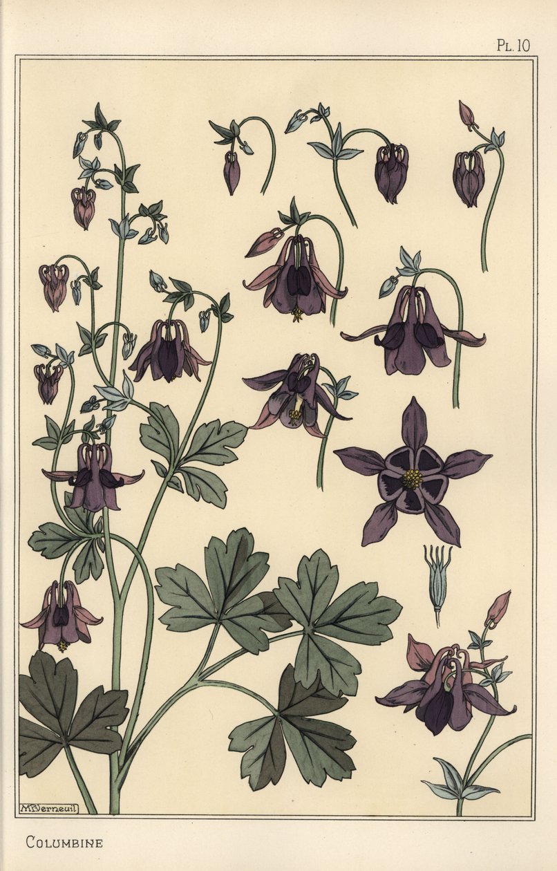 Columbine, Aquilegia vulgaris, kukkaosat tekijältä Eugene Grasset