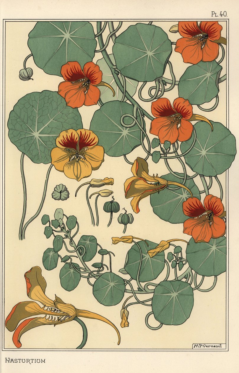 Nasturtium kasvitieteellinen tutkimus tekijältä Eugene Grasset