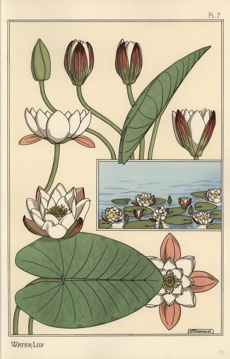 Lumpe, Nelumbo lutea ja kukkaosat tekijältä Eugene Grasset