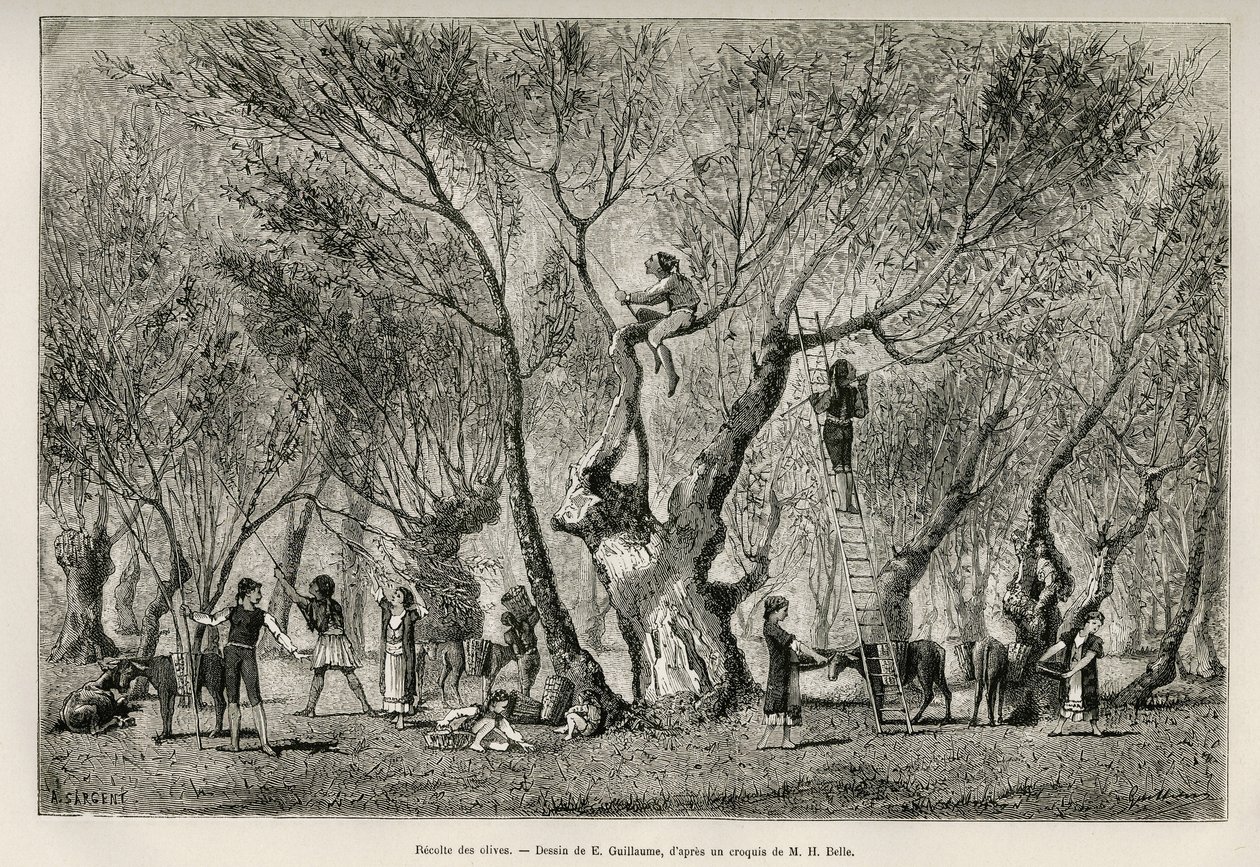 Amphissan alueen oliivikokoelma, E.Guillaumen piirustus, joka havainnollistaa Henri Bellen tarinaa: Voyage en Greece tekijältä Eugene Guillaume