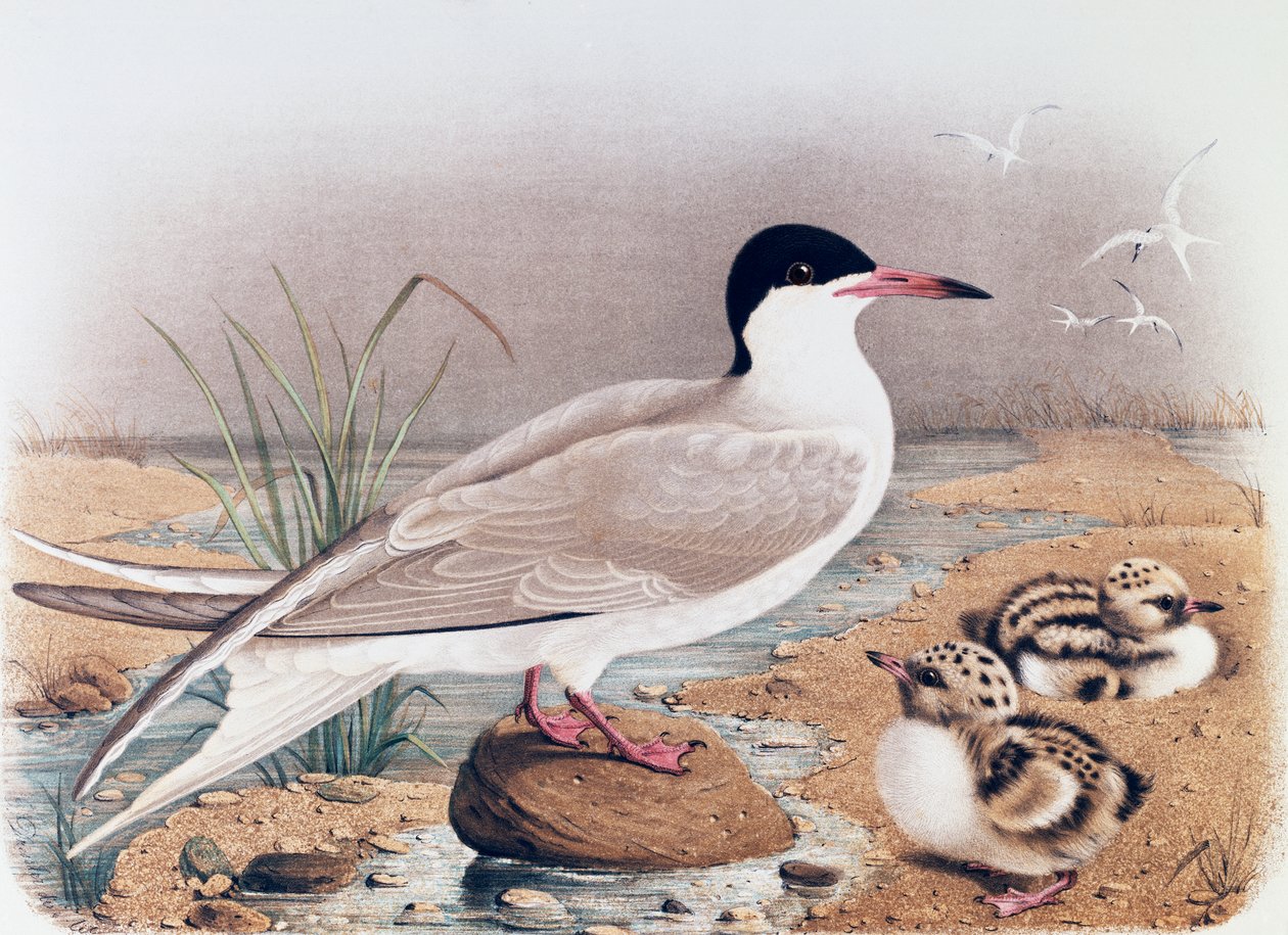 Tyira (Sterna hirundo), Oscar Dresslerin kaiverrus Lombardian pesivien lintujen luonnonhistoriasta, Eugenio Bettoni (1845-1898), Italia tekijältä Eugenio Bettoni, Oscar Dressler