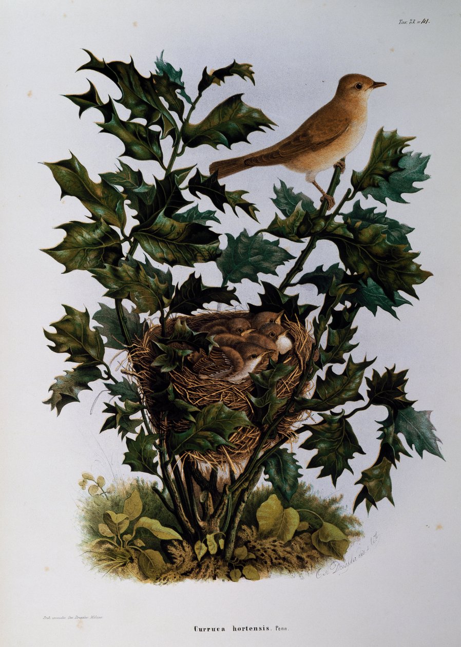 Garden Warbler (Sylvia hortensis), kaiverrus Oscar Dressler, Natural History of Birds, jotka pesivät Lombardiassa, Eugenio Bettoni (1845-1898), Italia tekijältä Eugenio Bettoni, Oscar Dressler