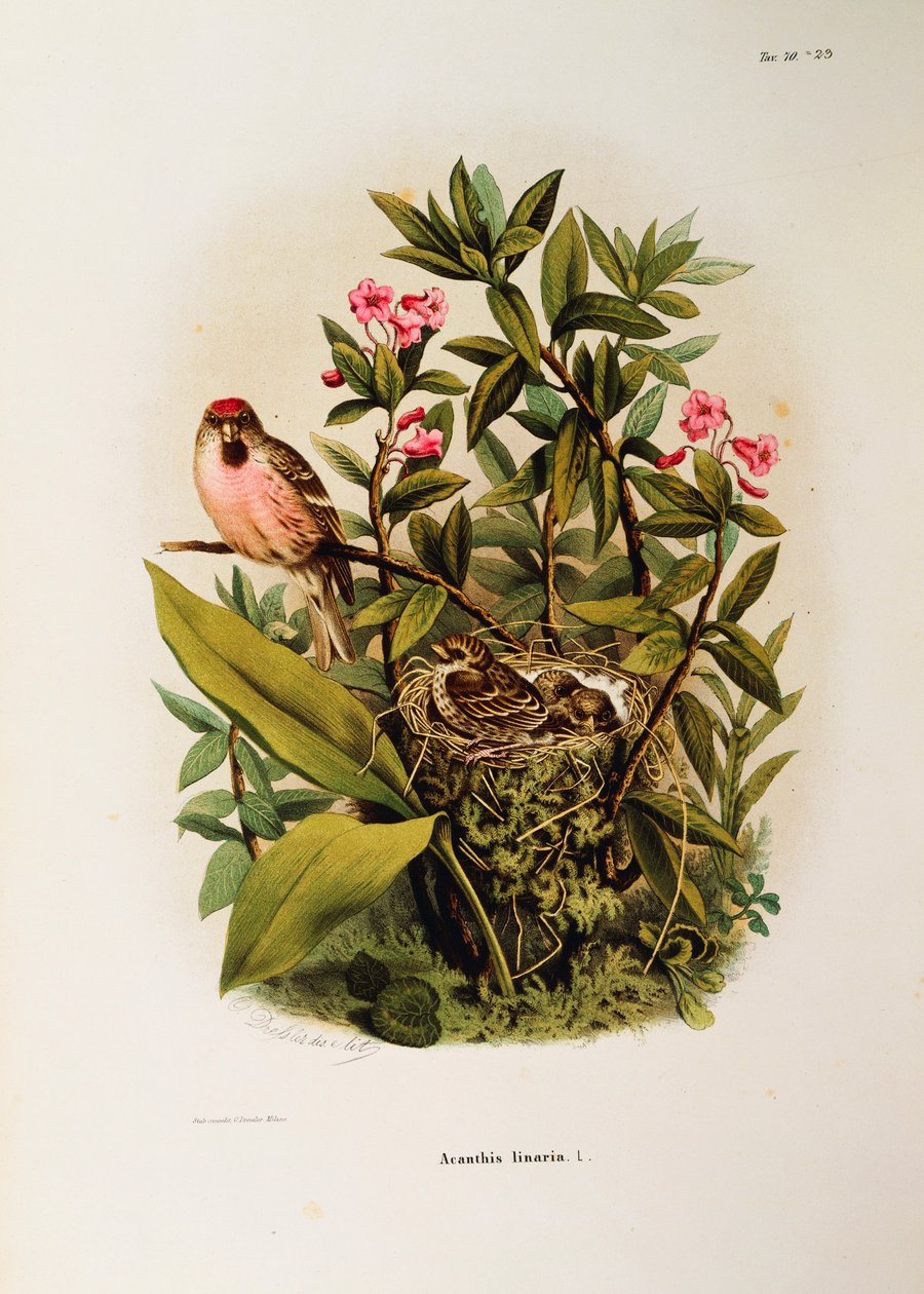 Kuvitus Eugenio Bettonin teoksesta "Lombardiassa pesivien lintujen luonnonhistoria", joka edustaa tavallista punapoll Carduelis flammea -perhettä, kirjoittanut Oscar Dressler tekijältä Eugenio Bettoni, Oscar Dressler