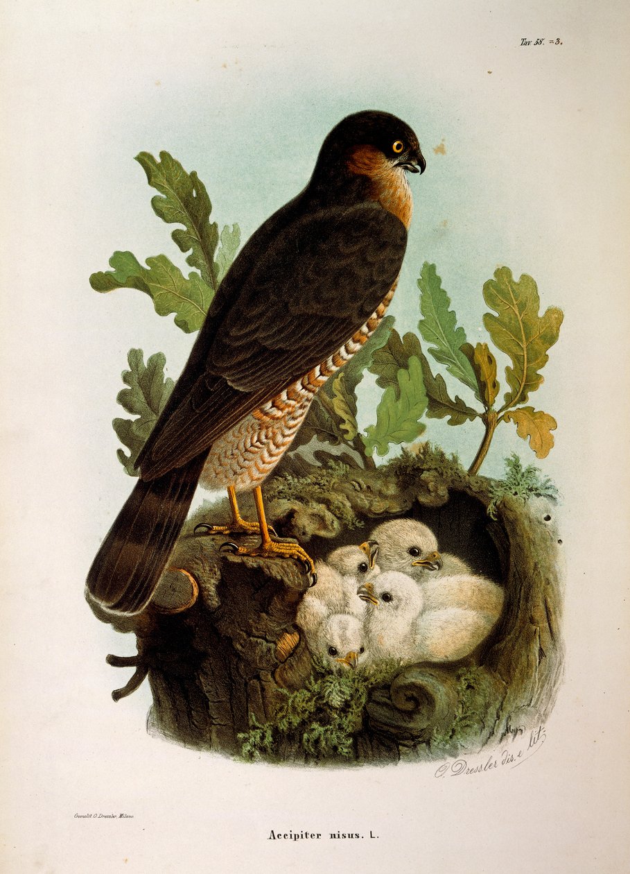 Kuvitus Eugenio Bettonin teoksesta "Lombardiassa pesivien lintujen luonnonhistoria", joka edustaa varpushaukkaa Accipiter nisus, Oscar Dressler tekijältä Eugenio Bettoni, Oscar Dressler