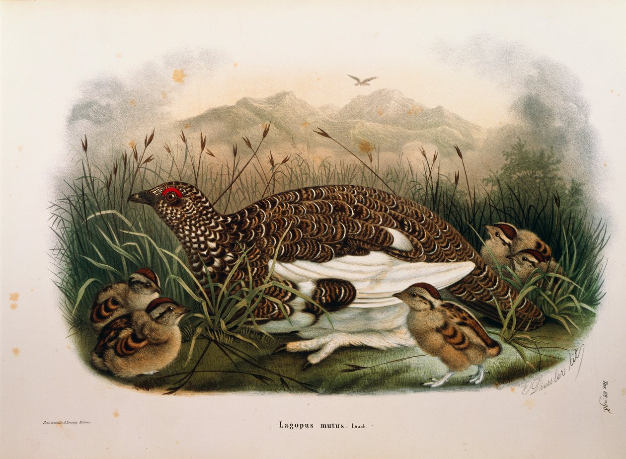 Kuvitus Eugenio Bettonin teoksesta "Lombardiassa pesivien lintujen luonnonhistoria", joka edustaa Rock Ptarmigan Lagopus mutaa, Oscar Dressler tekijältä Eugenio Bettoni, Oscar Dressler