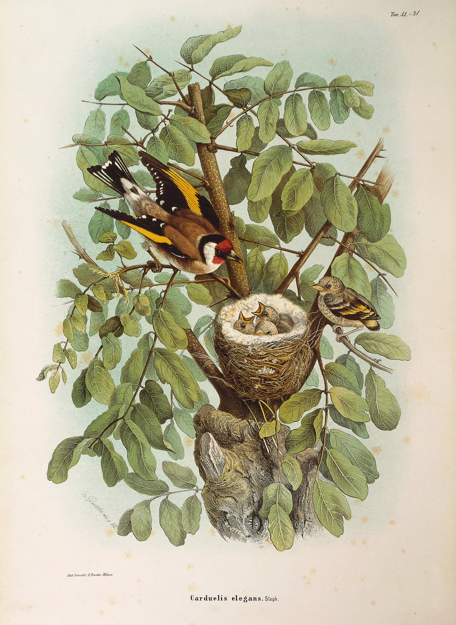 Kuvitus Eugenio Bettonin teoksesta "Lombardiassa pesivien lintujen luonnonhistoria", joka edustaa eurooppalaista kultavarpun Carduelis carduelis -perhettä, kirjoittanut Oscar Dressler tekijältä Eugenio Bettoni, Oscar Dressler