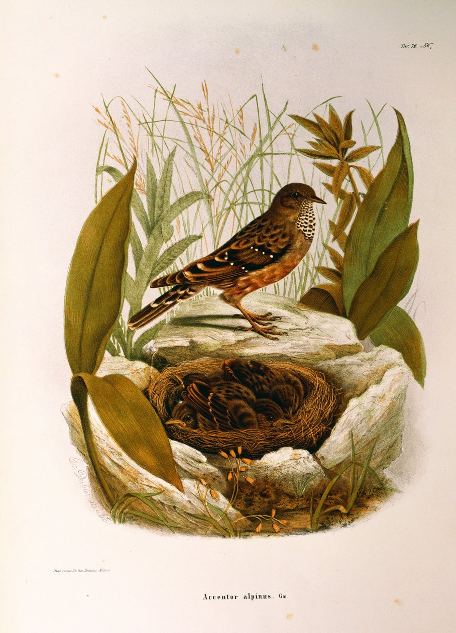 Kuvitus Eugenio Bettonin teoksesta "Lombardiassa pesivien lintujen luonnonhistoria", joka edustaa alppia Accentor Prunella collarista, Oscar Dressler tekijältä Eugenio Bettoni, Oscar Dressler