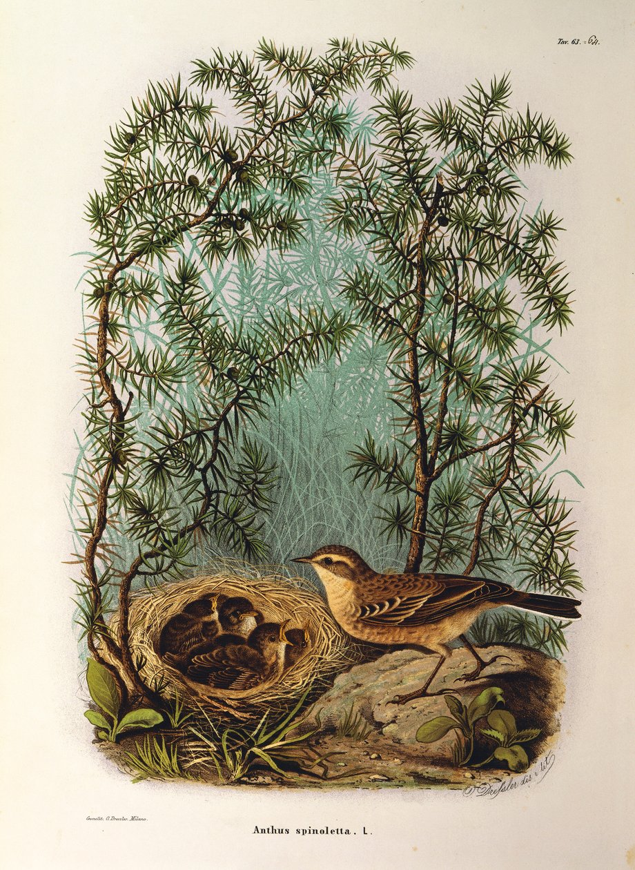 Kuvitus Eugenio Bettonin teoksesta "Lombardiassa pesivien lintujen luonnonhistoria", joka edustaa Water Pipit Anthus spinolettaa, Oscar Dressler tekijältä Eugenio Bettoni, Oscar Dressler