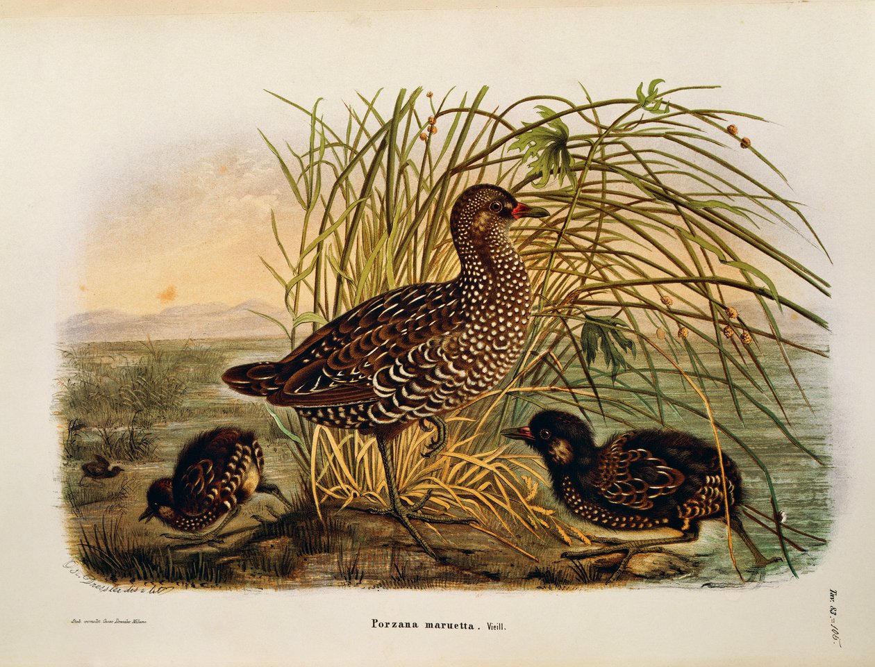 Kuvitus Eugenio Bettonin teoksesta "Lombardiassa pesivien lintujen luonnonhistoria", joka edustaa Spotted Crake Porzana porzanaa, kirjoittaja Oscar Dressler tekijältä Eugenio Bettoni, Oscar Dressler