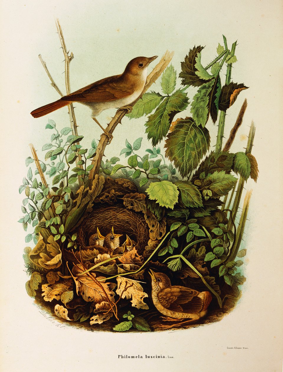 Kuvitus Eugenio Bettonin teoksesta "Lombardiassa pesivien lintujen luonnonhistoria", joka edustaa Nightingale Luscinia megarhynchosia, kirjoittanut Oscar Dressler tekijältä Eugenio Bettoni, Oscar Dressler
