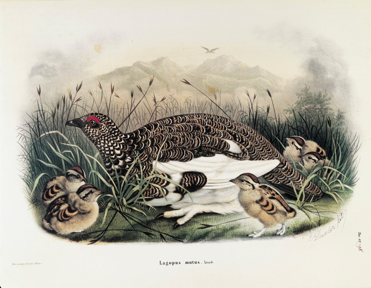 Kuvitus Eugenio Bettonin teoksesta "Lombardiassa pesivien lintujen luonnonhistoria", joka edustaa Rock Ptarmigan Lagopus mutaa, Oscar Dressler tekijältä Eugenio Bettoni, Oscar Dressler