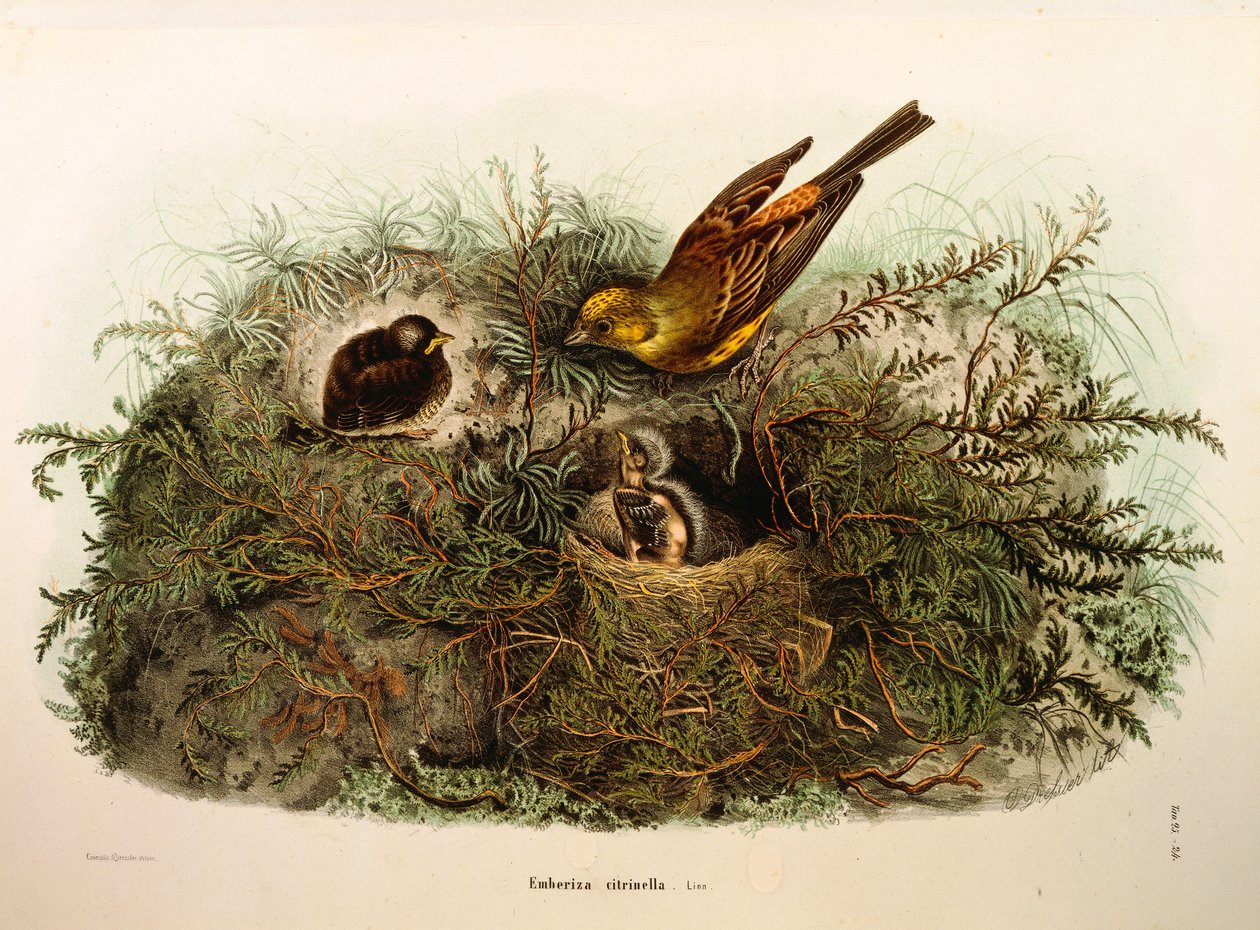 Kuvitus Eugenio Bettonin teoksesta "Lombardiassa pesivien lintujen luonnonhistoria", joka edustaa Yellowhammer Emberiza citrinellaa, kirjoittanut Oscar Dressler tekijältä Eugenio Bettoni, Oscar Dressler
