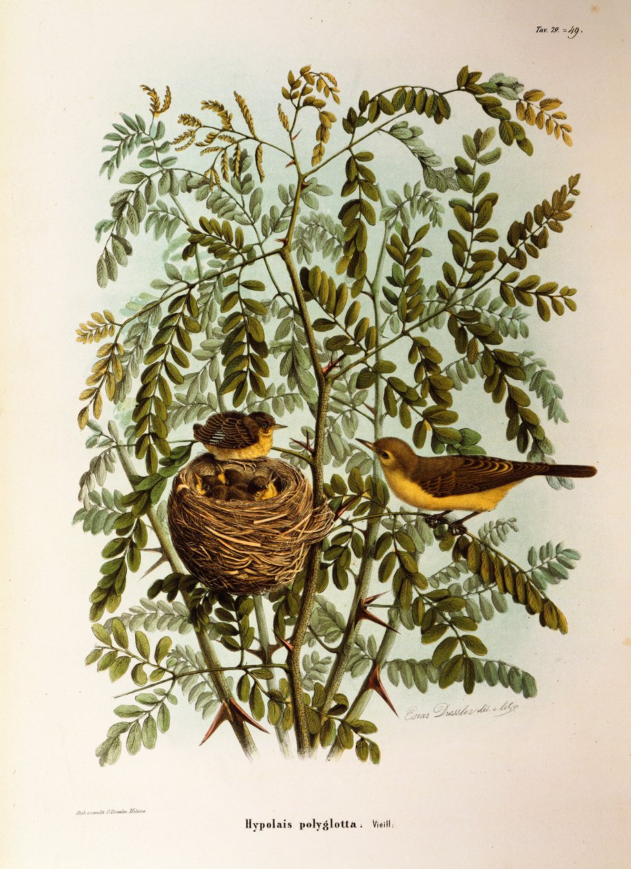 Kuvitus Eugenio Bettonin teoksesta "Lombardiassa pesivien lintujen luonnonhistoria", joka edustaa melodista Warbler Hippolais polyglottaa, kirjoittanut Oscar Dressler tekijältä Eugenio Bettoni, Oscar Dressler