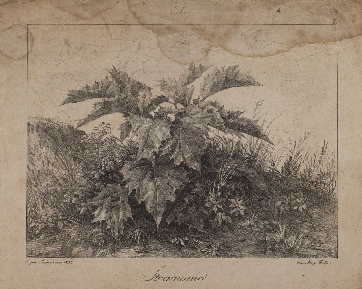 Stramonium tekijältä Eugenio Landesio