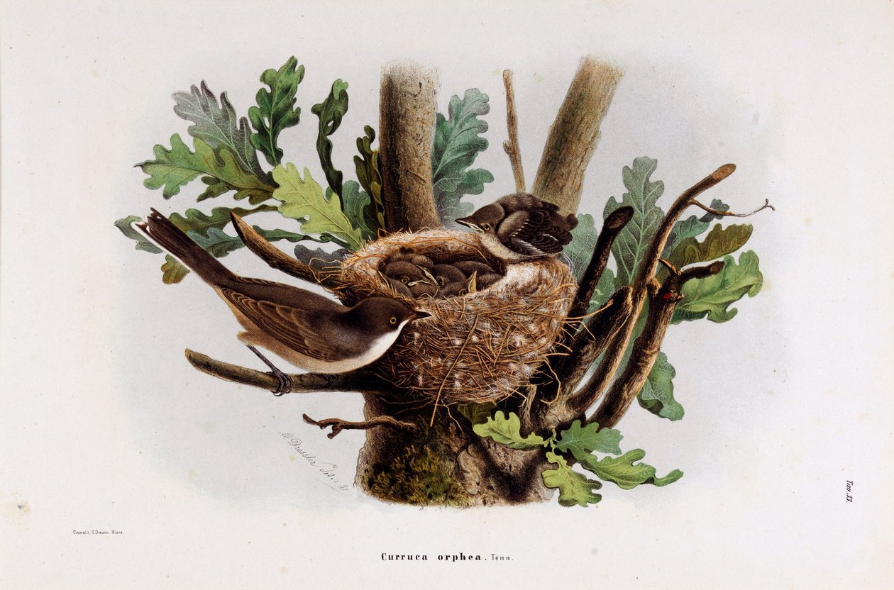 Edustus Falvette Curruca Orpheasta (kromolitografia tekijältä Eugenio and Dressler Oscar  Bettoni